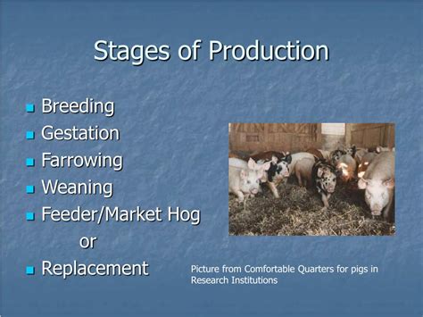 PPT - Introduction to Swine Production PowerPoint Presentation, free download - ID:239825