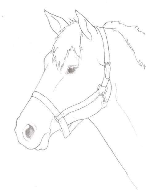 horse head drawing step by step - Paroxytone Vodcast Pictures