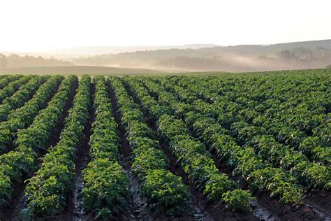 Top 20 Steps to Boost Potato Yield: How to Increase Production, Size, and Quality