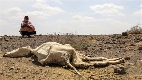 UN: 13 million face hunger in Horn of Africa as drought worsens | News ...