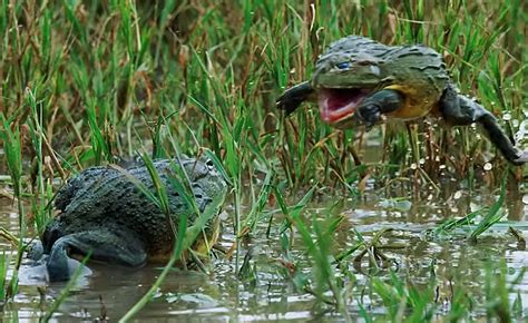 African bullfrogs battle for the center of the pond | The Kid Should ...