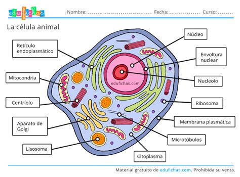 La célula animal | Célula animal, Célula vegetal, Dibujos de celulas