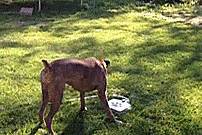 Dog Push Pedal Water Fountain - Doggie Fountain