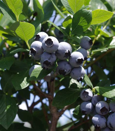 New Blueberry Varieties Taking Flight - Growing Produce