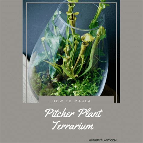 How to Make a Pitcher Plant Terrarium - hungryplant.com