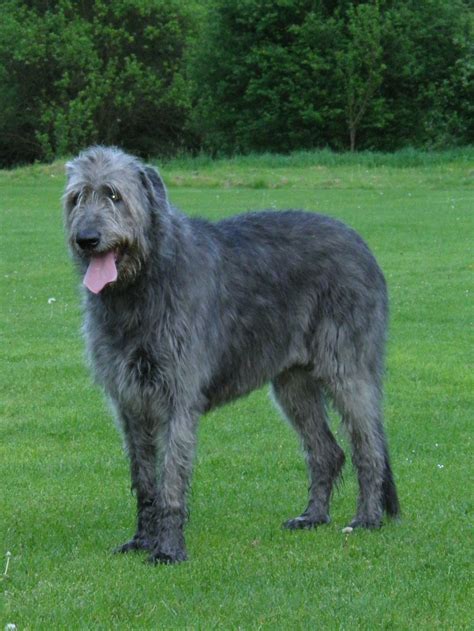 Irish Wolfhound - Wikipedia