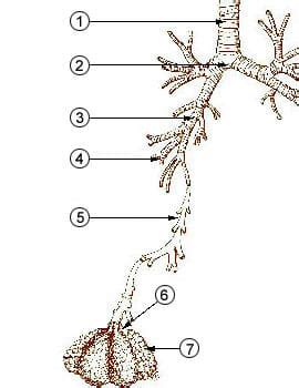 Bronchioles - Definition and Function | Biology Dictionary