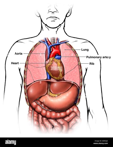 Diagram Of Human Chest Diagram Of Human Chest Human Chest Anatomy ...