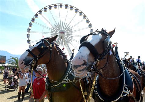 "Reunited with Buds" ad pairs Budweiser Clydesdales and puppy again