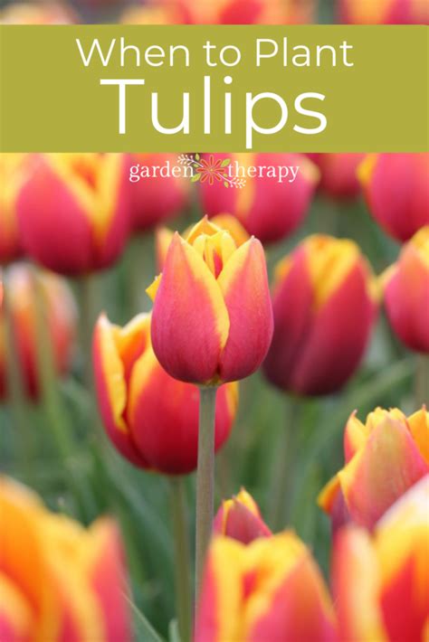 How to Plant Perennial Tulips for Spring Colour Year After Year ...