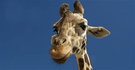 Is This a Picture of an Unusually Short Giraffe?