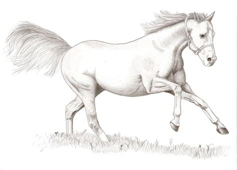 Horse Running Drawing, Easy Horse Drawing, Horse Drawing Tutorial, Easy Drawing Steps, Running ...