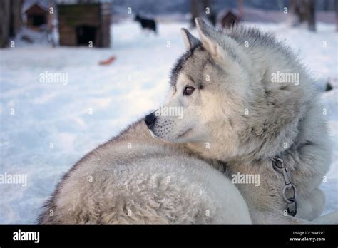 Ushuaia winter argentina hi-res stock photography and images - Alamy