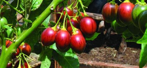 Tree Tomato Farming in Kenya | Tree Tomato Irrigation