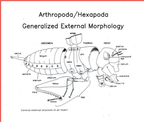 Hexapoda Anatomy