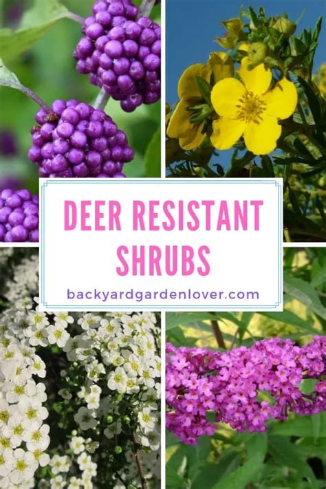 5 Deer Resistant Shrubs To Bambi-Proof Your Yard