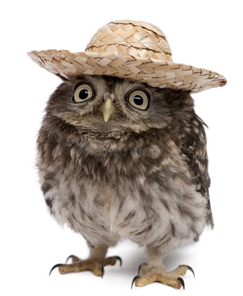 Young owl wearing a hat stock photo. Image of copy, nocturnal - 16562958