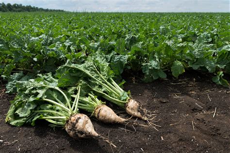 Glyphosate-tolerant sugarbeet: Case study of lower CO2 emissions, higher yields with GM crops ...