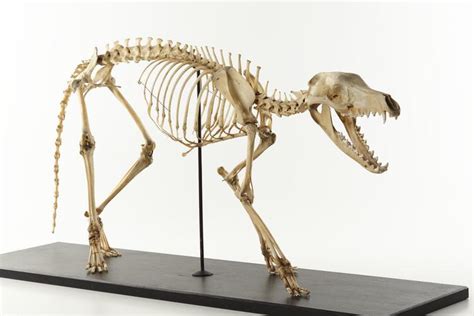 thylacine-dreams:Thylacine skeleton (Specimen C 28178) at Museums ...