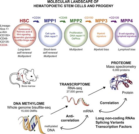 Identification of Regulatory Networks in HSCs and Their Immediate Progeny via Integrated ...