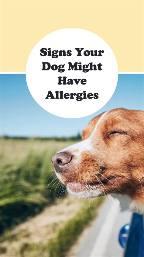 8 Signs Your Dog Might Have Allergies and How To Handle It