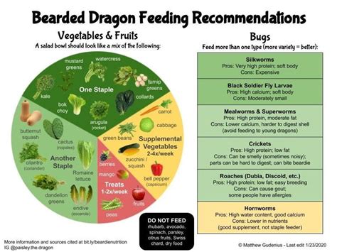 Bearded dragon salad 🥗 Updated what to feed your dragon chart based on healthy plate nutrition ...