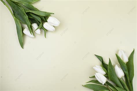 Nền Bó Hoa Tulip Trắng đối Diện Theo đường Chéo Và Hình ảnh Để Tải Về ...
