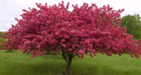 How Long Do Crabapple Trees Live | Crabapple Lifespan - EmbraceGardening