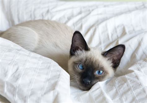 8 Cute Pictures of Siamese Cats