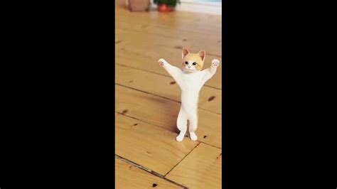 dancing cute funny cat - One News Page VIDEO