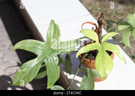 green indoor plant philodendron florida ghost Stock Photo - Alamy