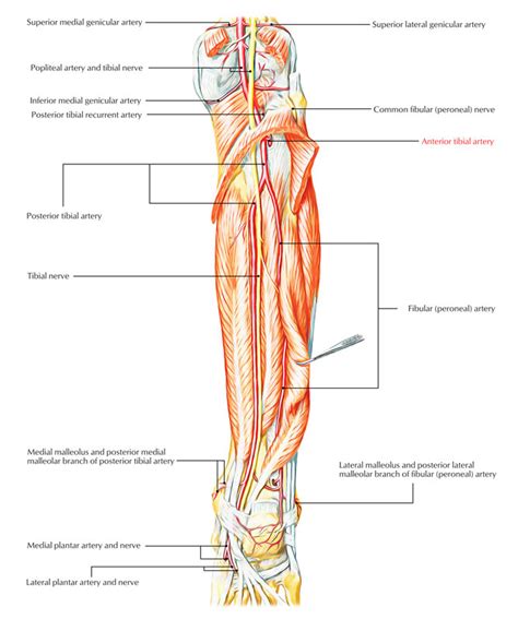 Easy Notes On 【Anterior Tibial Artery】Learn in Just 3 Minutes!