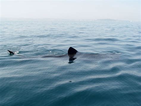 Basking Shark | Cornwall Guide