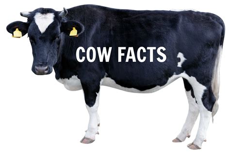 Divine Bovine: 17 Interesting Cow Facts