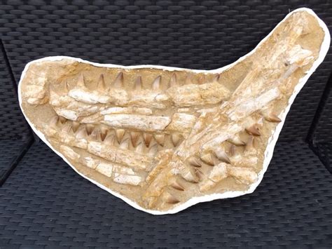 Fossil mosasaur jaw - Teeth - Mosasaurus beaugei - - Catawiki