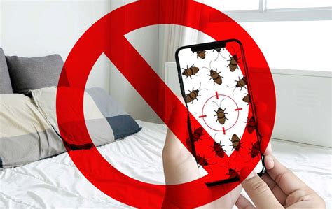 Vous avez découvert des punaises de lit chez vous ? 7 erreurs à ne jamais commettre