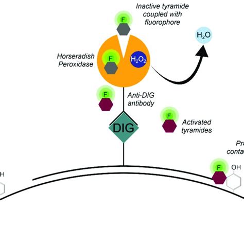 Horseradish Peroxidase