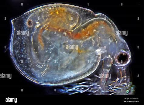 Magnified flea hi-res stock photography and images - Alamy