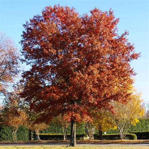 Pin Oak Trees for Sale | FastGrowingTrees.com