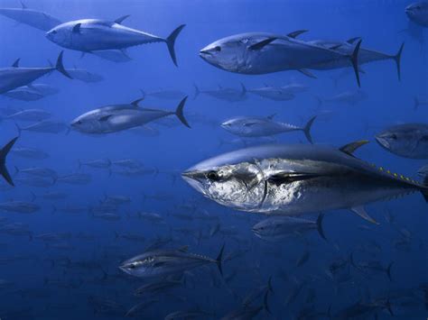 Tuna | Species | WWF