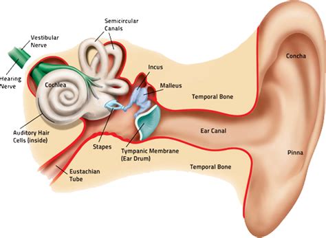 How Hearing Works | San Diego Hearing Center