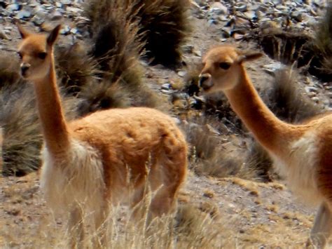 The Condors of Colca Canyon - Peru - Tessa's Blog