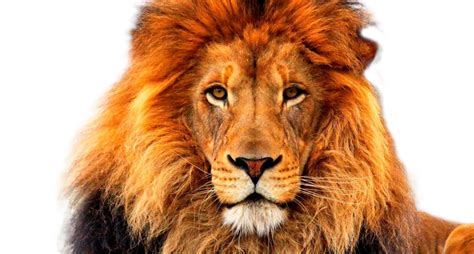 angry: 44+ Picsart Angry Lion Png Images