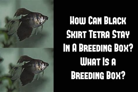 Breeding Boxes: Black Skirt Tetra Maintenance And Breeding