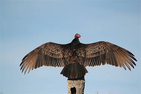 Turkey Vulture Stock Photos, Pictures & Royalty-Free Images - iStock