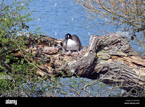 Canada goose nesting Stock Photo - Alamy