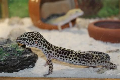 How Long Do Leopard Geckos Live in Captivity? (7 Influential Factors ...