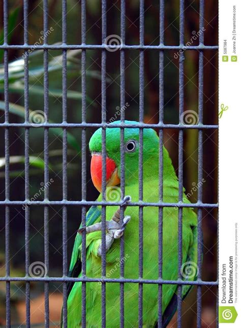 parrot in cage - Google Search | Parrot cage, Parrot, Bird