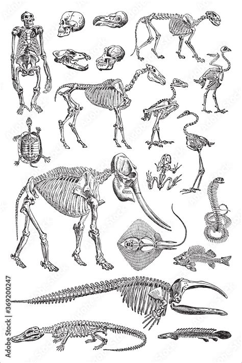 Vetor de Animal skeleton collection - vintage engraved vector ...