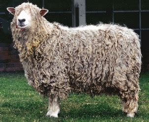 Lincoln Sheep Breed Information, History & Facts - RaisingSheep.net